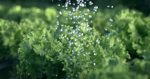 Macro of water drops falling on fresh green salad in hydroponic farm plantation Stock Footage 269129686