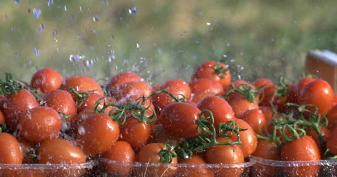 Macro of water drops falling on fresh tomatoes in wooden crate harvested at farm Stock Footage 269131434