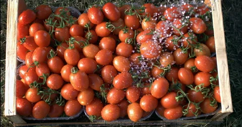 Macro of water drops falling on fresh tomatoes in wooden crate harvested at farm Stock Footage 269131438