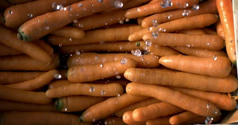 Macro of water drops falling on fresh carrots in wooden crates harvested at farm Stock Footage 269131588