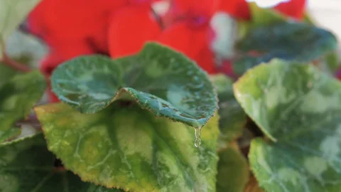 Macro of water drops falling in slow motion from set of green leaves Stock Footage 128296669