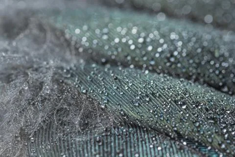 Macro water drops on feather background bokeh Stock Photos