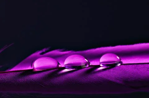 Macro of water drops on feather Foto stock