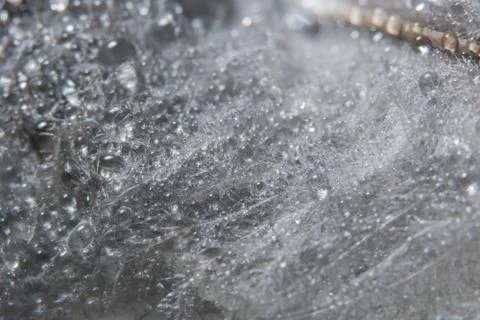 Macro water drops on feathers Stock Photos