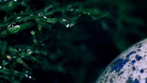 Macro. water drops grass eggs green Stock Footage 103428625