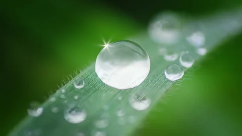 Macro Water Drops Green Leaf Rack Focus Slider.  스톡 동영상 331993452