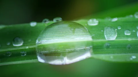 Macro Water Drops Green Leaf Rack Focus Slider.  Stock Footage 331993484