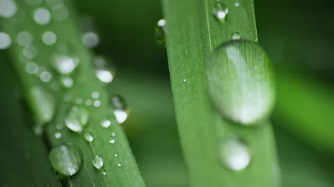 Macro Water Drops Green Leaf Rack Focus Slider.  Stock Footage 331993496
