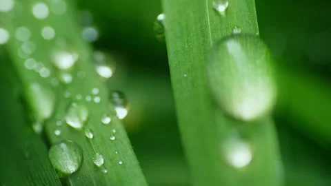 Macro Water Drops Green Leaf Rack Focus Slider.  Stock Footage 331993523