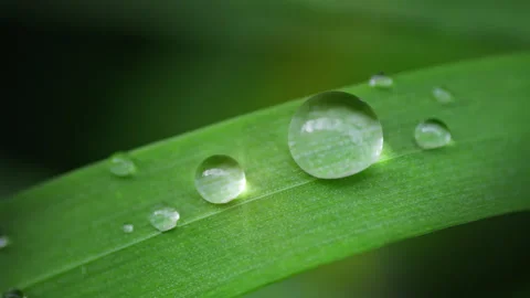Macro Water Drops Green Leaf Rack Focus Slider.  Stock Footage 331993528