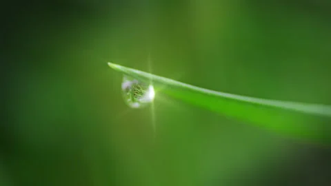 Macro Water Drops Green Leaf Rack Focus Slider.  Stock Footage 331993544