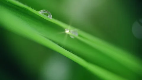 Macro Water Drops Green Leaf Rack Focus Slider.  Stock Footage 331993548