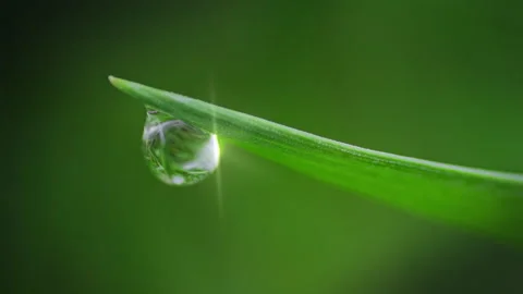 Macro Water Drops Green Leaf Rack Focus Slider.  Stock Footage 331993605