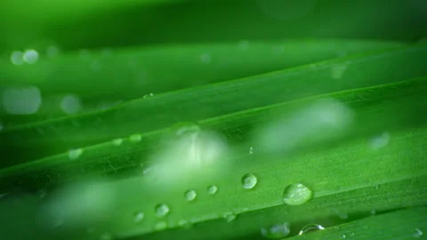 Macro Water Drops Green Leaf Rack Focus Slider.  Stock Footage 331993607