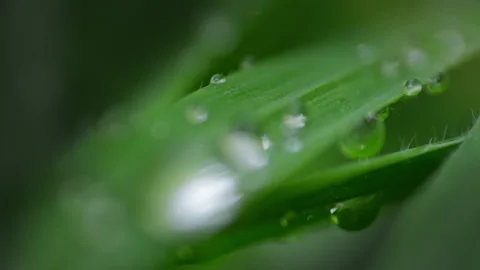 Macro Water Drops Green Leaf Rack Focus Slider.  Stock Footage 331993640