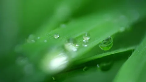 Macro Water Drops Green Leaf Rack Focus Slider.  Stock Footage 331993649