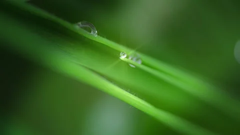 Macro Water Drops Green Leaf Rack Focus Slider.  Stock Footage 331993653