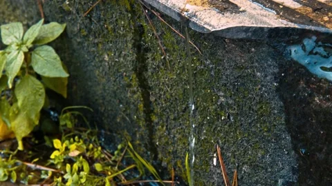 This macro of water drops next to moss and drops in summer rain. Stock Footage 130674246