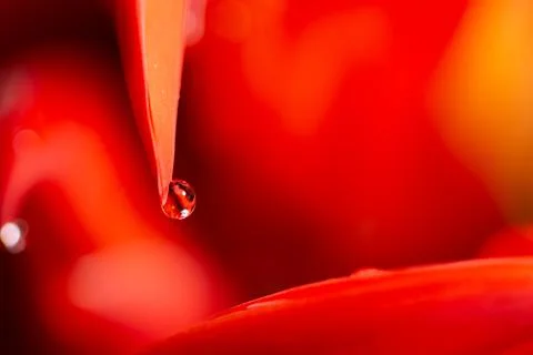 Macro of water drops on an orange background Stock Photos