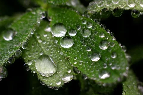 Macro water drops Stock Photos