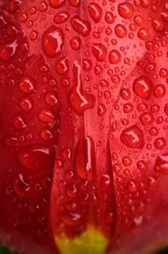 Macro Water Drops on Red Tulip. Stock Photos