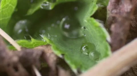 Macro water on leaf Vídeo Stock 14149755