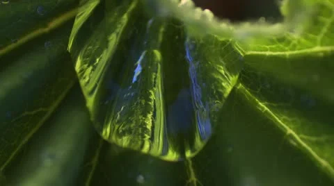 Macro water on leaf Vídeo Stock 14152913
