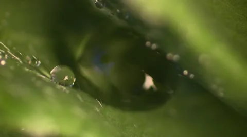 Macro water on leaf Vídeo Stock 15787964