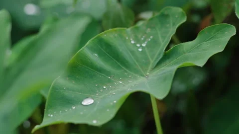 Macro Water Sphere Rolling Across Waxy Taro Leaf Veins Superhydrophobic Effect Stock Footage 347267363