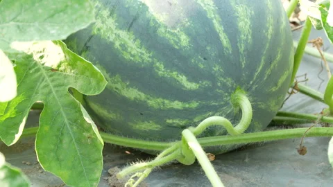 Macro Watermelon Curly Stem Attached To Vine On Farm Stock Footage 333372952