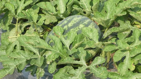 Macro Watermelon Partially Covered By Lush Green Leaves Video stock 333373311