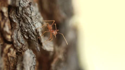 Macro weaver ant face angry on bark Stock Footage 149586502