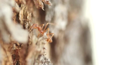 Macro weaver Ant walking looking food on bark Stock Footage 149586511