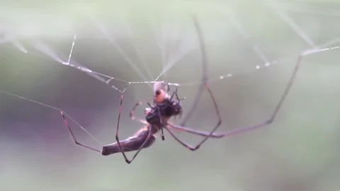 Macro web spider Stock Footage 283072053