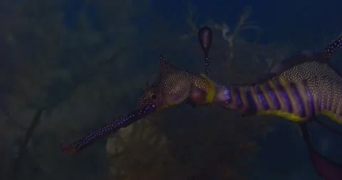 Macro Of Weedy Sea Dragon Head And Eggs Stock-Footage 331434620