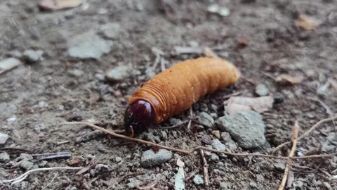 Macro weevil worm on ground, insect life cycle animal Stock Footage 296064037
