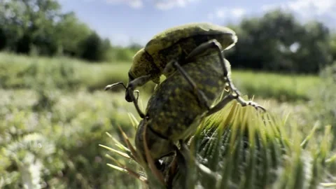 Macro Weevils Mating on Spiny Thistle Bud in Summer Meadow Stock Footage 339994351