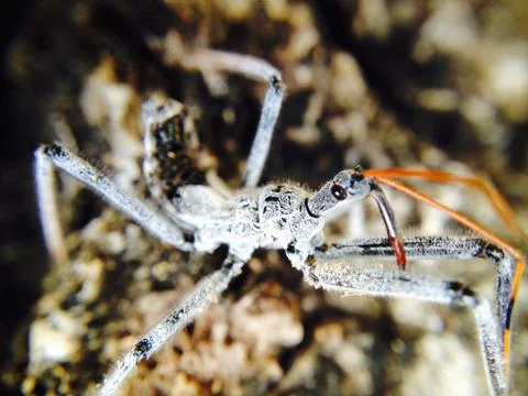Macro of a weird Insect Stock Photos