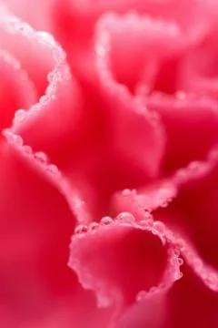 Macro of wet carnation Stock Photos