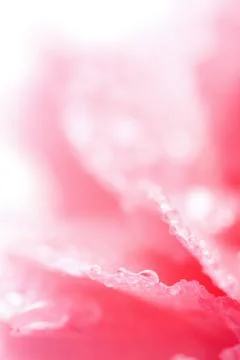 Macro of wet carnation Stock Photos