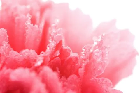 Macro of wet carnation Stock Photos