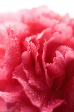 Macro of wet carnation Stock Photos