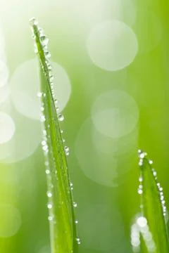 Macro of wet grass Stock Photos