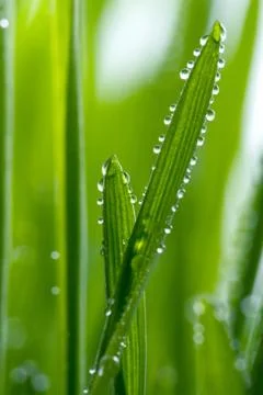 Macro of wet grass Stock Photos