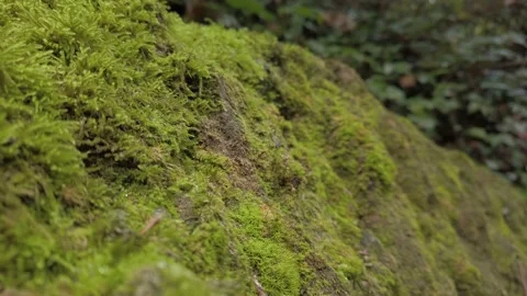 Macro wet moss at rocks Stock Footage 141109138