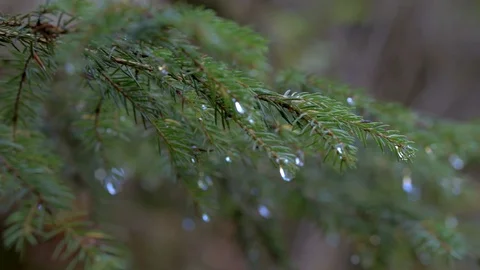 Macro wet pine tree view Video stock 81438810