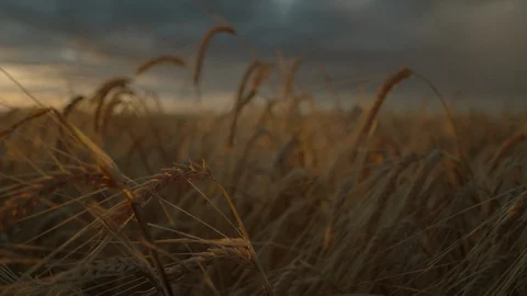 Macro Wheat beard Sunset Dolly Push in Stock Footage 115819008