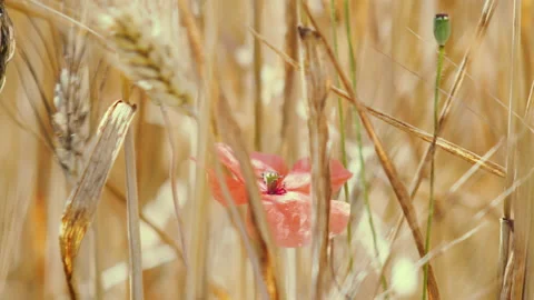 Macro of wheat ears and red poppy moving in the wind during summer day Video stock 141830376