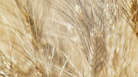 Macro of wheat ears moving in the wind during summer day Video stock 141830721