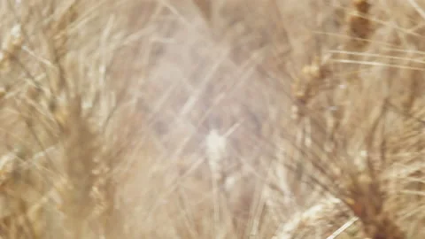 Macro of wheat ears moving in the wind during summer day Stock Footage 141832170